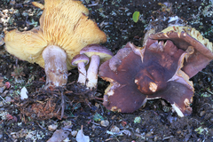 Calocybe onychina