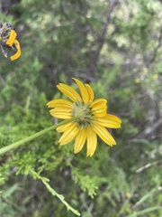 Rudbeckia tenax