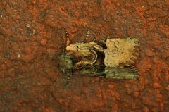 Meropleon diversicolor