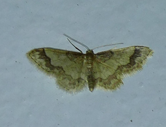 Idaea skinnerata