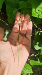 Stachytarpheta
