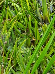 Dolomedes plantarius