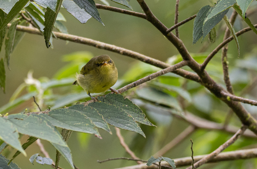 Negros Leaf Warbler (Phylloscopus nigrorum), photo 7