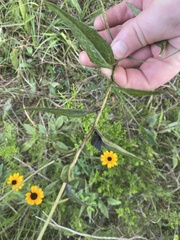 Rudbeckia tenax