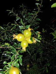 Punica granatum