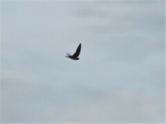 Hirundo rustica