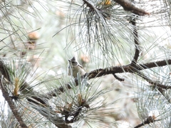 Lophophanes cristatus