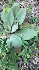 Verbascum