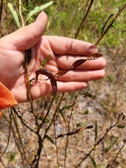 Chamaecrista fasciculata