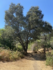 Quercus agrifolia