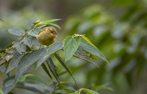 Negros Leaf Warbler (Phylloscopus nigrorum), photo 8