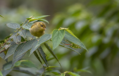 Phylloscopus nigrorum