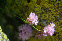 Armeria