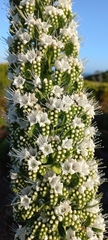 Echium simplex