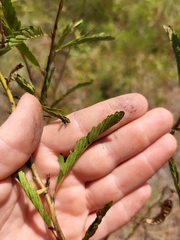Chamaecrista fasciculata