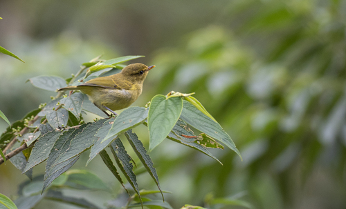 Negros Leaf Warbler (Phylloscopus nigrorum), photo 9