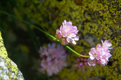 Armeria