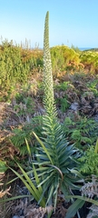 Echium simplex