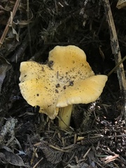Cantharellus formosus