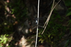 Orthetrum triangulare