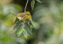 Phylloscopus nigrorum