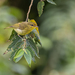 Negros Leaf Warbler - Photo (c) Forest Botial-Jarvis, some rights reserved (CC BY-NC), uploaded by Forest Botial-Jarvis