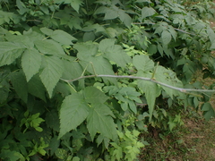 Rubus leucodermis