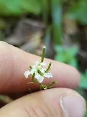 Cardamine pensylvanica