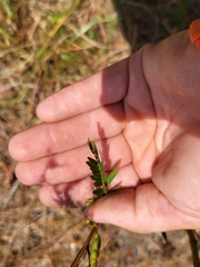 Chamaecrista fasciculata