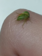 Spissistilus festinus