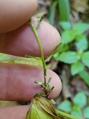 Cardamine pensylvanica