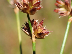 Juncus articulatus