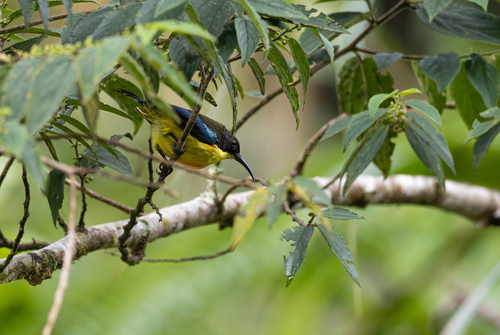 Lina's Sunbird (Aethopyga linaraborae), photo 8