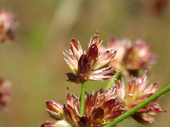 Juncus articulatus