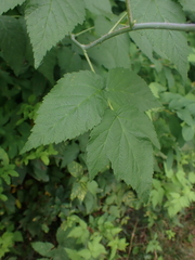 Rubus leucodermis