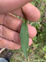 Symphyotrichum undulatum
