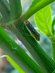 Aulacizes conspersa