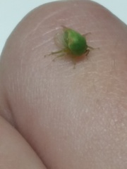 Spissistilus festinus