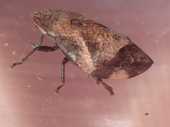 Lepyronia quadrangularis