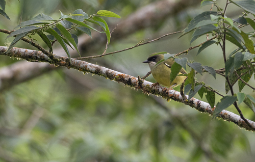 Mindanao Heleia (Heleia goodfellowi), photo 7