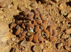 Stomatium suaveolens