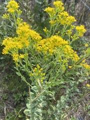 Solidago rigida glabrata