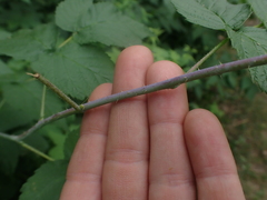 Rubus leucodermis