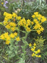 Solidago rigida glabrata