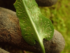 Asplenium rhizophyllum