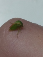 Spissistilus festinus