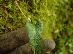 Asplenium rhizophyllum
