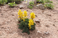 Corydalis gortschakovii