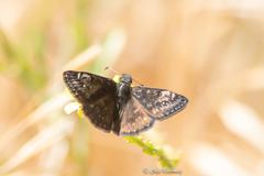 Erynnis persius