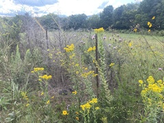Solidago rigida glabrata
